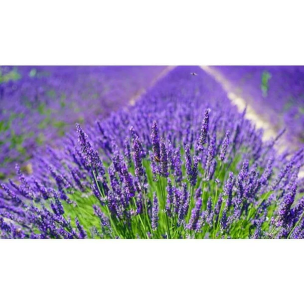 Set of electric device 12/24V and Raid mosquito repellent liquid spare bottle, Lavender, 30 nights, 21ml